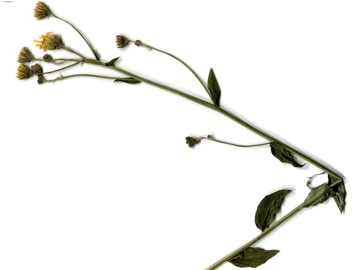 Hieracium virgultorum ser. (Asteraceae)